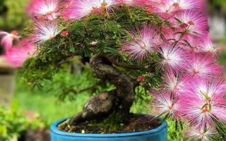 怎么养合欢花，在生长期间应该保证有足够的光照