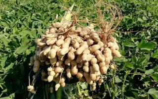 一般在什么季节收花生，露地花生通常在8月下旬到10月初收获