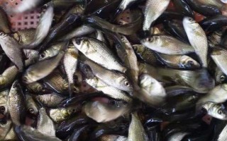 黑鲫鱼苗的价格,价格受产地、规格等影响