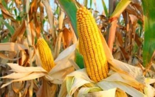 锦玉276玉米品种的特性，品种株型半紧凑
