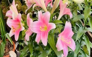 百合花怎么养,要定期修剪