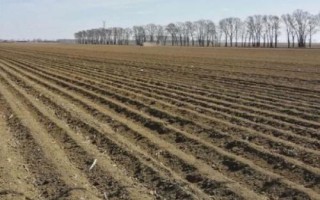 种植重楼的方法，浸种后拌上草木灰再播种