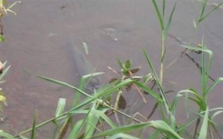 草鱼吃什么，可以吃狗尾草、芦苇、红虫等