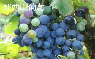 湖北襄阳能够带走的特产,包括襄阳黄酒、襄冬麦、宜城板鸭等种类