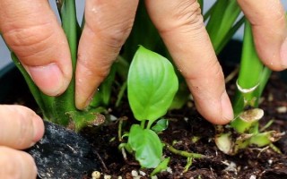 能否用椰糠种植白掌，保水和保肥性较好适合作为种植基质