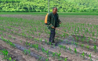 怎么防治玉米的虫害，轮作倒茬、清洁田园可减少初侵染源