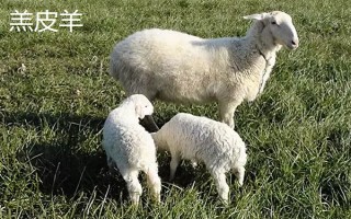 羊的繁殖性能介绍，不同品种的繁殖能力有区别