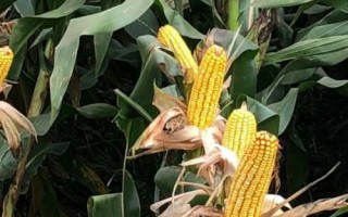 中糯336玉米种子简介,高抗瘤黑粉病