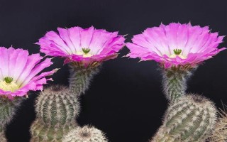 仙人掌怎么浇水,春秋季节每隔半个月浇一次