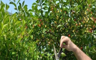 大樱桃怎么二次摘心，在首次采摘樱桃之后的半个月进行