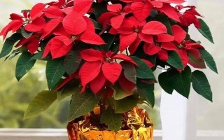 一品红能不能净化空气，可吸收有害气体并增加湿度