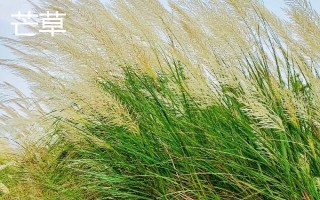 芒草和荻的区别是什么，种属、植物样式均不同
