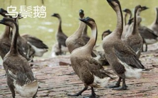 常见的蛋鹅品种，特征都不同