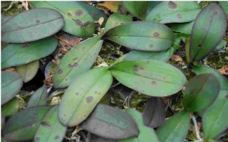 怎么防治蝴蝶兰灰霉病,使用透气、保肥的基质可降低发病几率