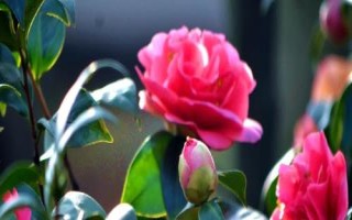 室内可以养殖茶花吗,可以养殖但要注意管理