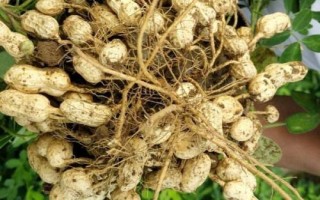 春花生几月份收获，南方地区一般在7-8月收获