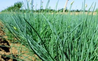 沙葱的亩产量，亩产量通常有2000斤左右