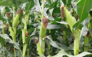 伟科118玉米种子介绍,中抗茎腐病(发病率20%)