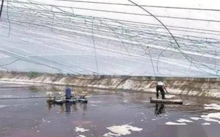 大棚养虾的成本和利润，一亩池塘的净利润为22000元左右