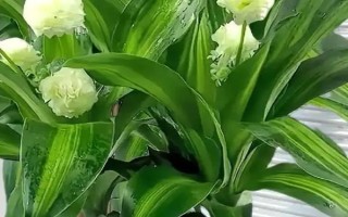 万年青能不能清除甲醛，可以吸附部分有毒物质但无法清除甲醛