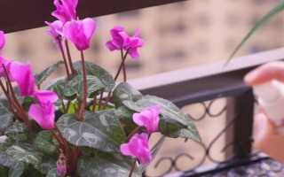 仙客来花落后如何处理，要对其进行修剪