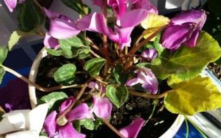 迎客来花蔫了的原因，可能是土壤不适或浇水过多等