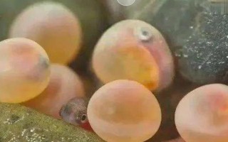 鱼是哪种生殖方式，属于有性生殖