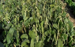 无架豆角的栽培技术，生长到30厘米左右高时要摘心