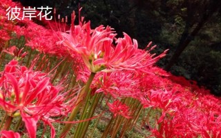黑暗之花有哪些,常见彼岸花、双生花、黑百合等品种