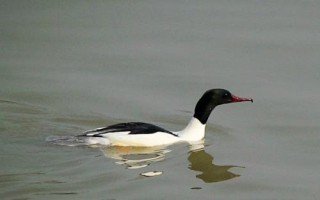 白沙鸭的价格，一斤通常售价13-65元