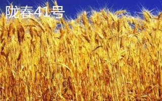 高产春小麦品种,选种时要做到因地制宜