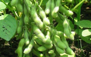 绥农49大豆种简介,在适应区五月上旬播种