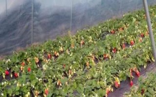温室草莓种植及施肥方法，种植期间要控制好温湿度