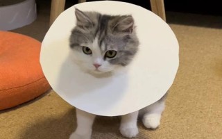 猫舔了碘伏的后果，可能出现食欲不振、精神萎靡、呕吐腹泻等症状