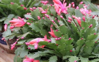 蟹爪兰耐不耐寒，属于热带植物不耐寒