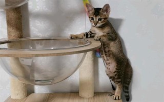家庭养猫可以使用蚊香吗,短时间摄入过量菊酯会出现中毒症状