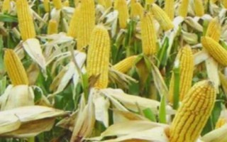 春秋219玉米品种简介,适合种植在吉林省内的中晚熟玉米区
