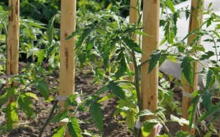 豌豆的套种技术,豌豆可以套种玉米、烟草等