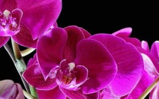 蝴蝶花有什么花语，具有请思念我、沉默的爱等寓意