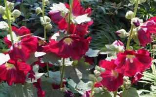 剑兰的花语，不同颜色有不同的花语