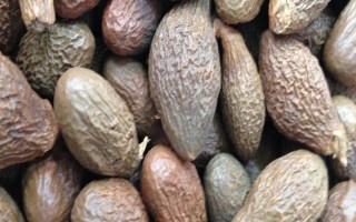 胖大海的收获时间，春季种植的4-6月便可收获