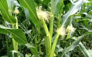 富华518玉米种子介绍，及时防治地下害虫和玉米螟