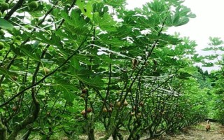 无花果有没有花，无花果有花