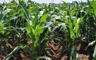 登海378玉米品种简介，夏播6月上旬至中旬播种