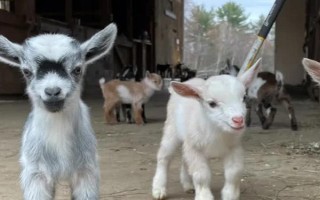 小羊羔出生后无法站立的原因，母羊怀孕时缺少钙磷是主因