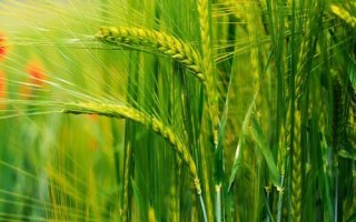 兰大182小麦种子介绍，适宜播种期9月中下旬