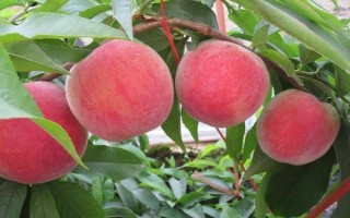 李子疏花疏果的方法，通常要疏掉三分之一的花量