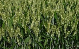 临麦35号小麦种子特征特性,3月上旬播种