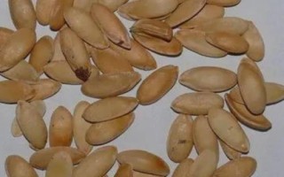 甜瓜种子能直接种吗，新鲜瓜里取的需要清洗晾晒后才行