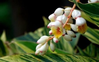 豆蔻的特点，是生活中常见的一种调料